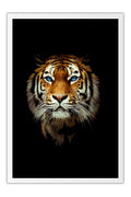 Poster Tigre - Animais