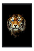 Poster Tigre - Animais
