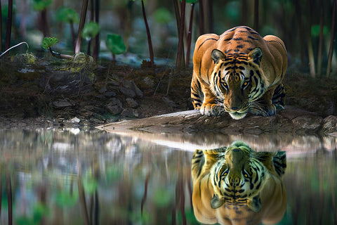 Poster Tigre - Animais