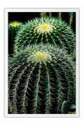 Poster Cactos - Flores