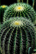 Poster Cactos - Flores