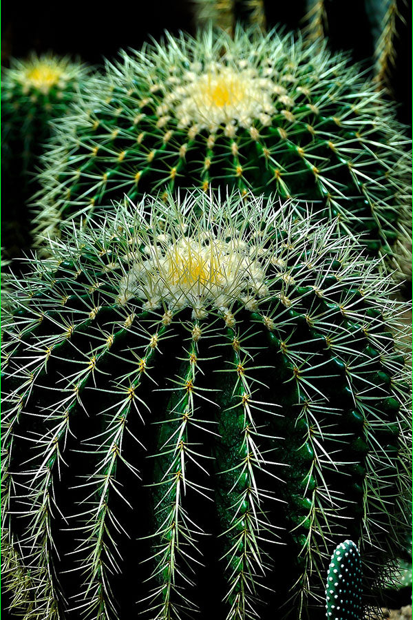 Poster Cactos - Flores