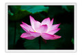 Poster Lótus - Flores