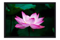Poster Lótus - Flores