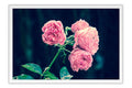 Poster Rosa - Flores