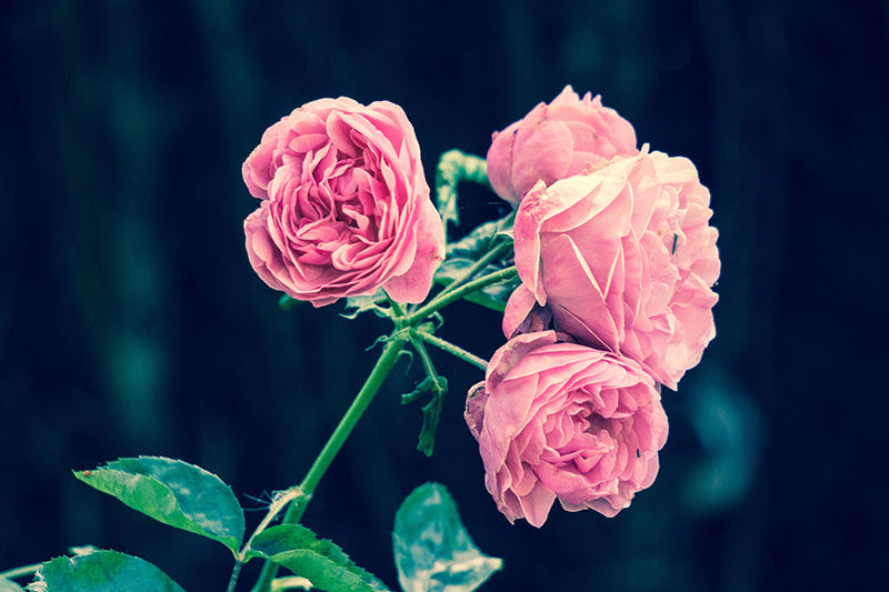 Poster Rosa - Flores