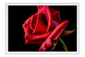 Poster Rosa - Flores