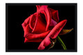 Poster Rosa - Flores