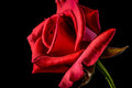 Poster Rosa - Flores