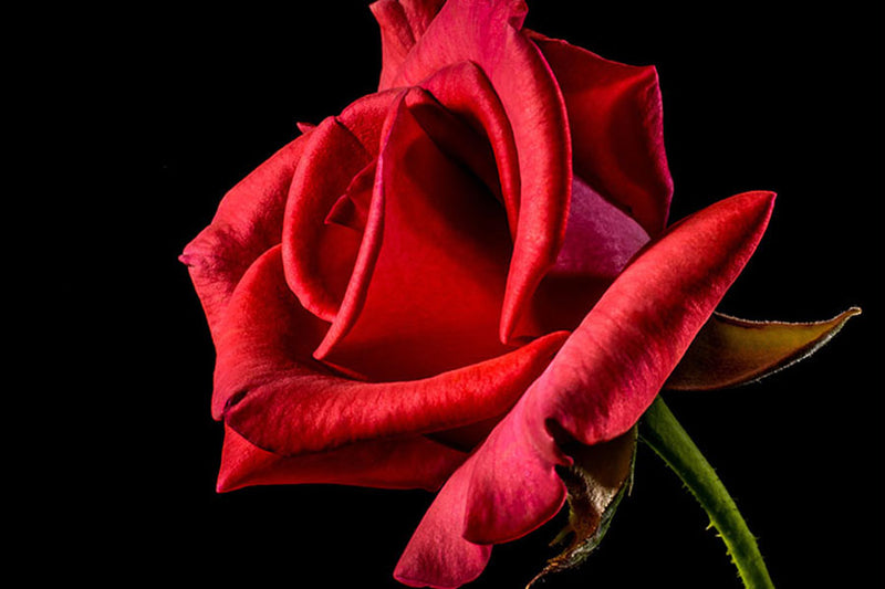 Poster Rosa - Flores