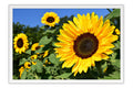 Poster Girassol - Flores