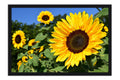Poster Girassol - Flores