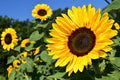 Poster Girassol - Flores