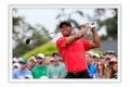 Poster Tiger Woods - Golfe - Esportes