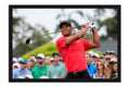 Poster Tiger Woods - Golfe - Esportes