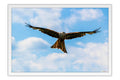 Poster Águia - Pássaros - Passarinhos - Aves - Animais