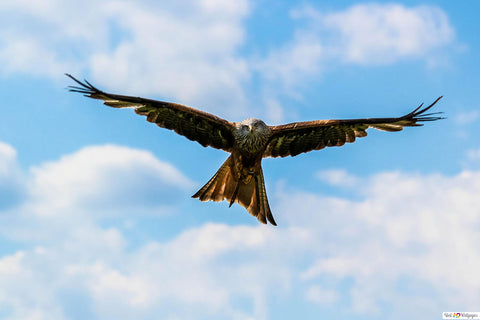 Poster Águia - Pássaros - Passarinhos - Aves - Animais