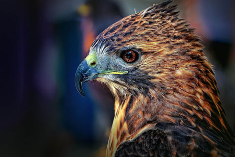 Poster Águia - Pássaros - Passarinhos - Aves - Animais