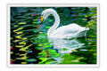 Poster Cisne - Pássaros - Passarinhos - Aves - Animais