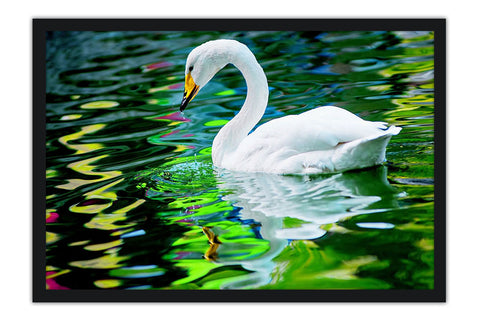 Poster Cisne - Pássaros - Passarinhos - Aves - Animais