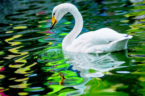Poster Cisne - Pássaros - Passarinhos - Aves - Animais