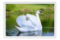 Poster Cisne - Pássaros - Passarinhos - Aves - Animais