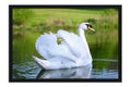 Poster Cisne - Pássaros - Passarinhos - Aves - Animais