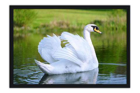 Poster Cisne - Pássaros - Passarinhos - Aves - Animais