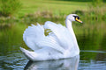 Poster Cisne - Pássaros - Passarinhos - Aves - Animais