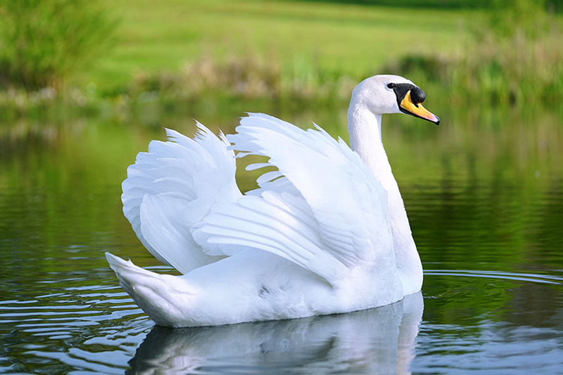 Poster Cisne - Pássaros - Passarinhos - Aves - Animais