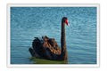 Poster Cisne - Pássaros - Passarinhos - Aves - Animais