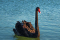 Poster Cisne - Pássaros - Passarinhos - Aves - Animais