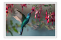 Poster Colibri - Beija Flor - Pássaros - Passarinhos - Aves - Animais