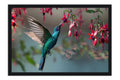 Poster Colibri - Beija Flor - Pássaros - Passarinhos - Aves - Animais