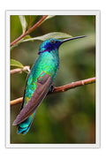 Poster Colibri - Beija Flor - Pássaros - Passarinhos - Aves - Animais