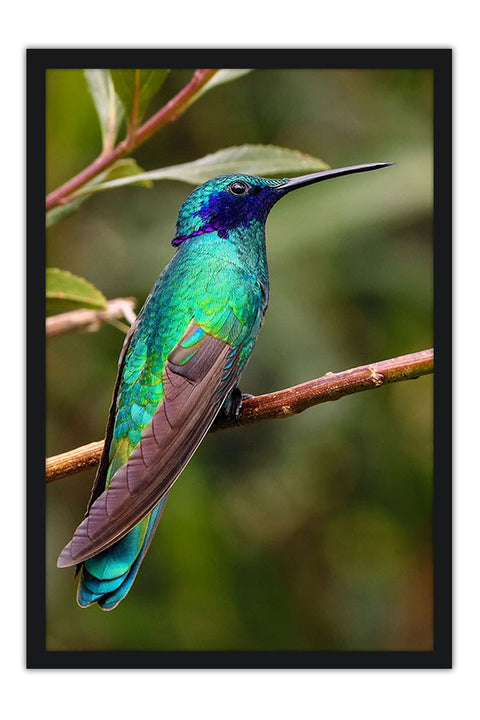 Poster Colibri - Beija Flor - Pássaros - Passarinhos - Aves - Animais