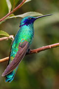 Poster Colibri - Beija Flor - Pássaros - Passarinhos - Aves - Animais