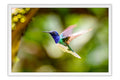Poster Colibri - Beija Flor - Pássaros - Passarinhos - Aves - Animais