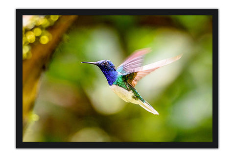 Poster Colibri - Beija Flor - Pássaros - Passarinhos - Aves - Animais