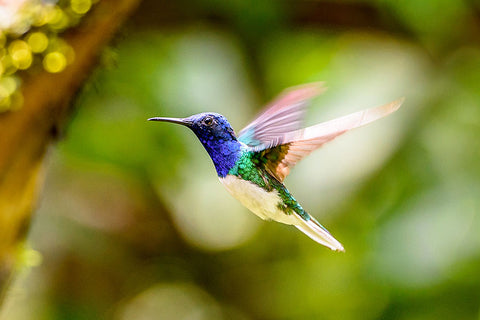 Poster Colibri - Beija Flor - Pássaros - Passarinhos - Aves - Animais