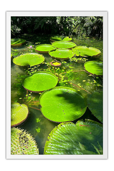 Poster Vitórias Régias Lago Verde Natureza - Fotografias - Moldura branca