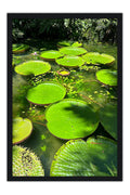 Poster Vitórias Régias Lago Verde Natureza - Fotografias - Moldura preta