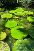 Poster Vitórias Régias Lago Verde Natureza - Fotografias - Pôster sem moldura