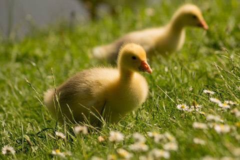Poster  Dois Patos Filhotes - Animais – Natureza