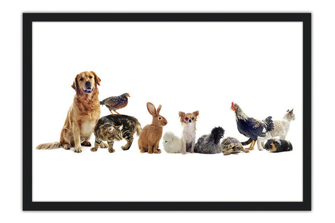 Poster de Animais - Cachorro, Gato, Tartaruga, Etc - Clínica Veterinária