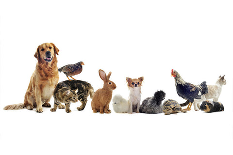 Poster de Animais - Cachorro, Gato, Tartaruga, Etc - Clínica Veterinária