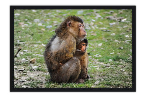 Poster  Decorativo Macaco Filhote E Adulto - Animais – Natureza