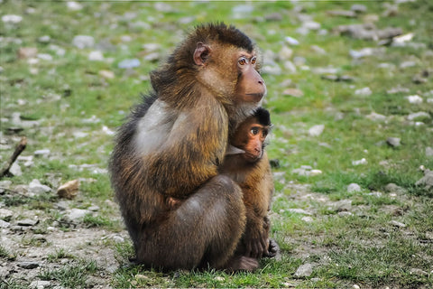 Poster  Decorativo Macaco Filhote E Adulto - Animais – Natureza