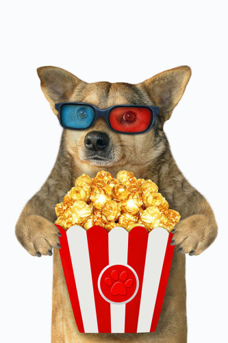 Poster Cachorro - Coleção Cinema - Animais