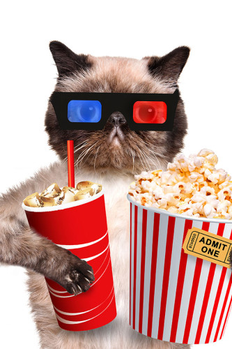 Poster Gato - Coleção Cinema - Animais